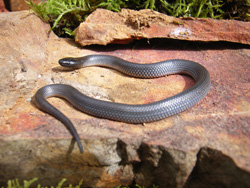 Victorian Snake Identification Chart