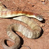 Victorian Snake Identification Chart