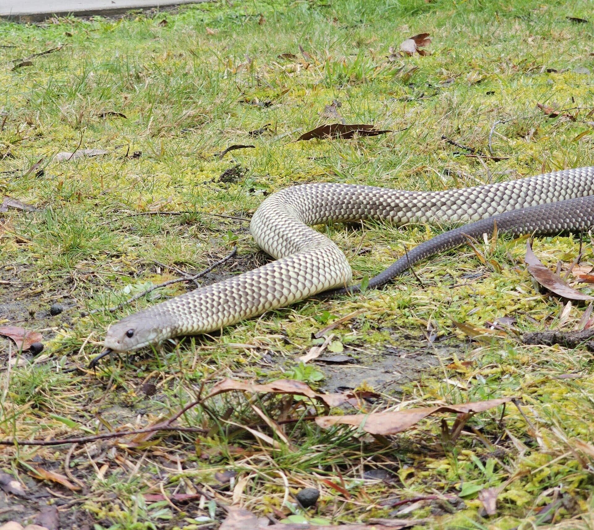 Brown snake moving across grass in a backyard